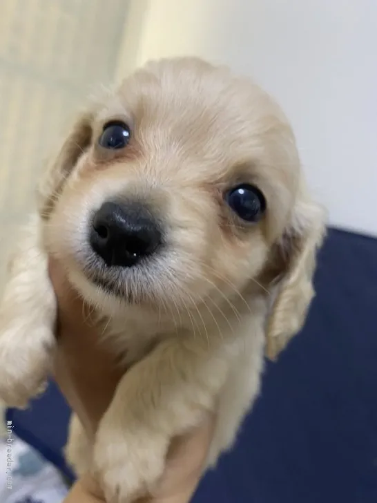 るきちゃんこ 様のお迎えした子犬