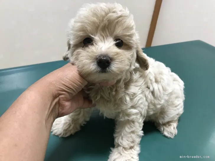 シルバ 様のお迎えした子犬