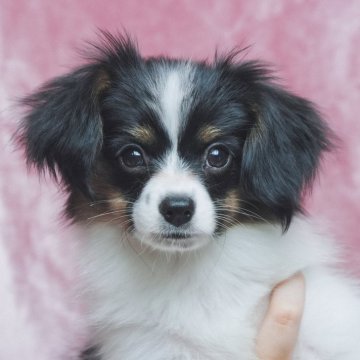 パピヨン【千葉県・女の子・2024年7月6日・トライ】の写真「元気一杯の女の子」