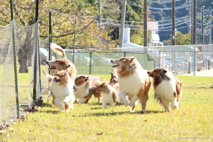 山本　佳菜(やまもと　かな)ブリーダー(宮崎県・シェットランドシープドッグ・JKC/JCC登録)の紹介写真6