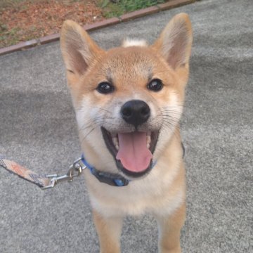 柴犬(標準サイズ)【静岡県・男の子・2024年8月7日・赤】の写真「人懐っこいおとこの子」