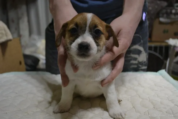 モカパパ 様のお迎えした子犬