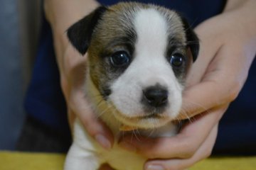 ジャックラッセルテリア【栃木県・女の子・2017年11月8日・ホワイト&タン】の写真「ブロークンの女の子　人もワンコも大好き」