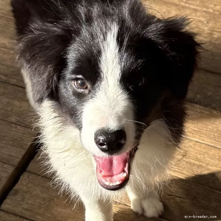 サイタマ 様のお迎えした子犬