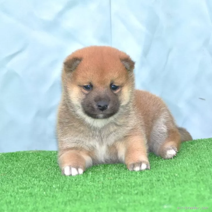 N 様のお迎えした子犬