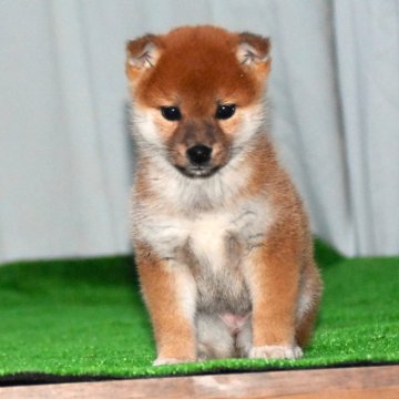 柴犬(標準サイズ)【三重県・女の子・2024年9月30日・赤】の写真「綺麗な赤柴、最高に近い。父犬令和4年全国展壮犬２席」