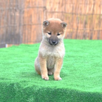 赤色(赤柴)の柴犬の子犬を探す｜ブリーダー直販の子犬販売【みんなのブリーダー】