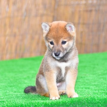 柴犬(豆柴)【三重県・男の子・2024年10月13日・赤】の写真「父犬豆柴・母豆柴認定犬元気な。１２/１５で販売終了」