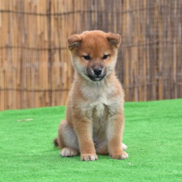 柴犬(標準サイズ)【三重県・男の子・2024年10月8日・赤】の写真「一年に１頭のみ歳末セール、特価品、子犬は一級品に近」