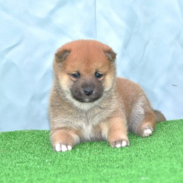 柴犬(豆柴)【三重県・女の子・2024年11月8日・赤】の写真「父犬豆柴・母豆柴認定犬綺麗な赤柴1/5で販売終了」