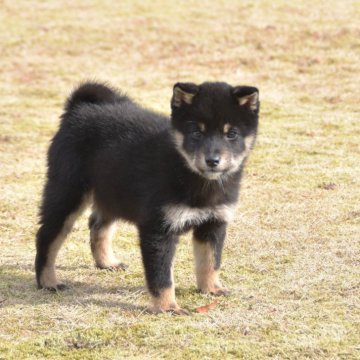 柴犬(豆柴)【三重県・女の子・2024年10月14日・黒】の写真「父犬豆柴・母犬豆柴サイズ・」