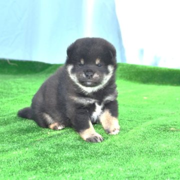 柴犬(標準サイズ)【三重県・女の子・2024年12月5日・黒】の写真「配色素晴らしい黒柴雌です、お勧めできる子犬です。」