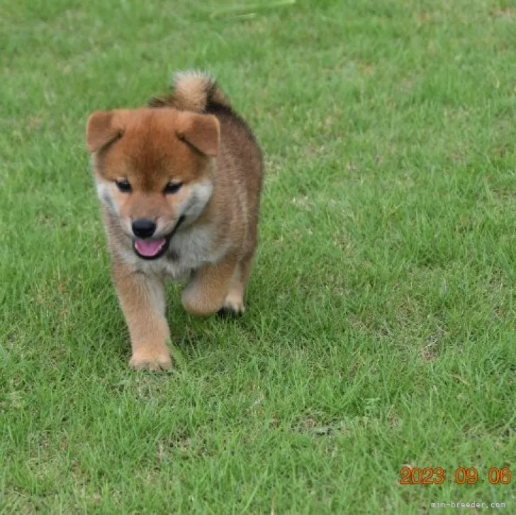 柴犬(標準サイズ)【三重県・男の子・2023年7月20日・赤】の写真1