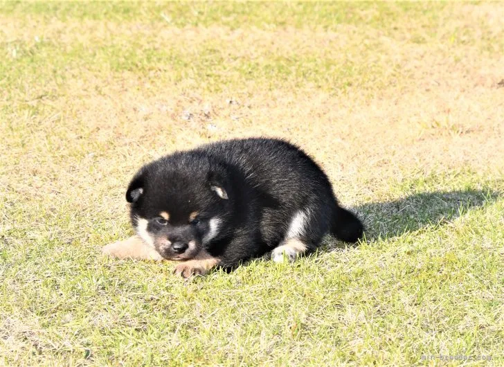 柴犬(標準サイズ)【三重県・女の子・2021年10月5日・黒】の写真1