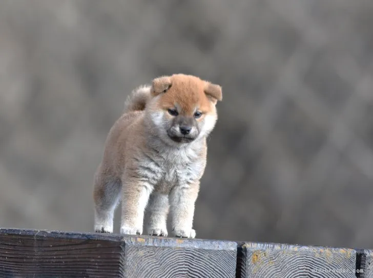 柴犬(標準サイズ)【三重県・男の子・2021年12月10日・赤】の写真1