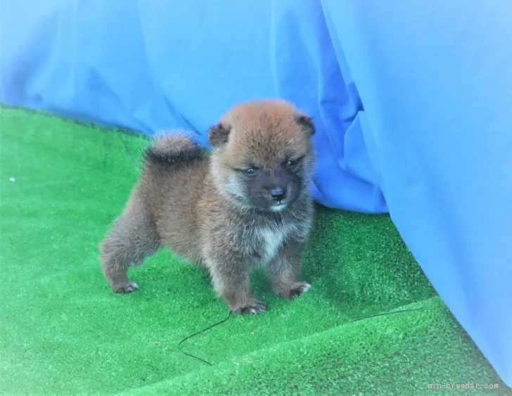 柴犬(標準サイズ)【三重県・男の子・2020年7月9日・赤】の写真1