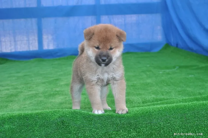 柴犬(標準サイズ)【三重県・男の子・2019年12月6日・赤】の写真1