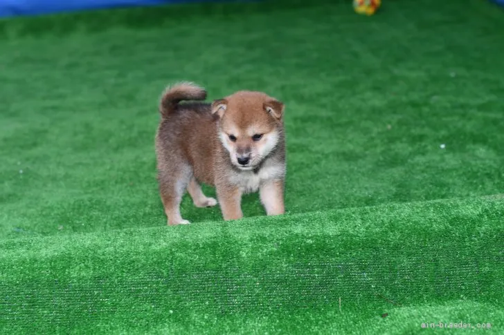 柴犬(標準サイズ)【三重県・女の子・2020年9月15日・赤】の写真1