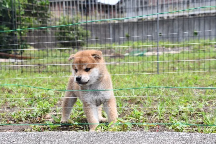 柴犬(標準サイズ)【三重県・男の子・2021年5月10日・赤】の写真1