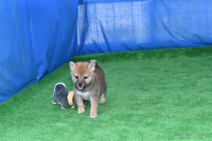 柴犬(標準サイズ)【三重県・男の子・2020年8月30日・赤】の写真1