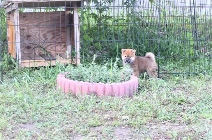 柴犬(標準サイズ)【三重県・男の子・2021年6月10日・赤】の写真1