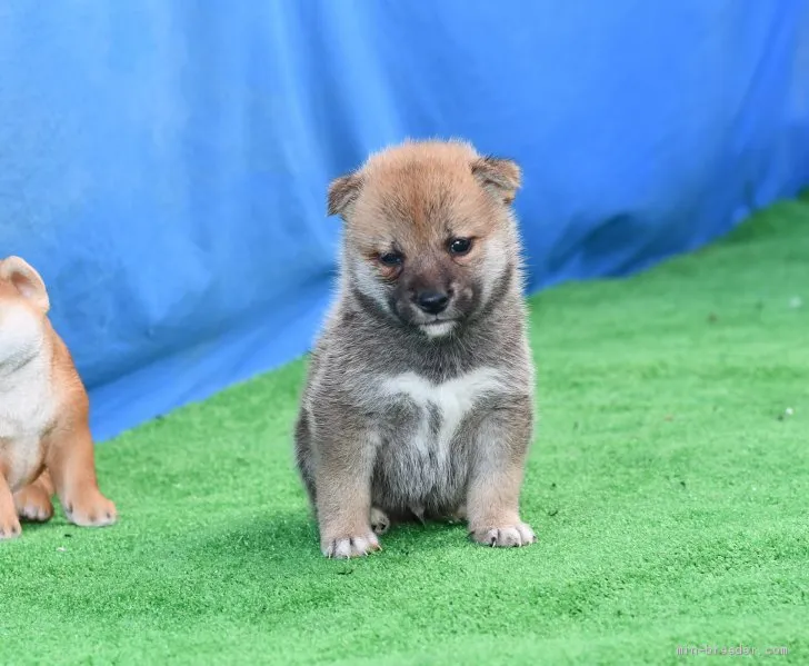 柴犬(標準サイズ)【三重県・男の子・2020年8月30日・赤】の写真1