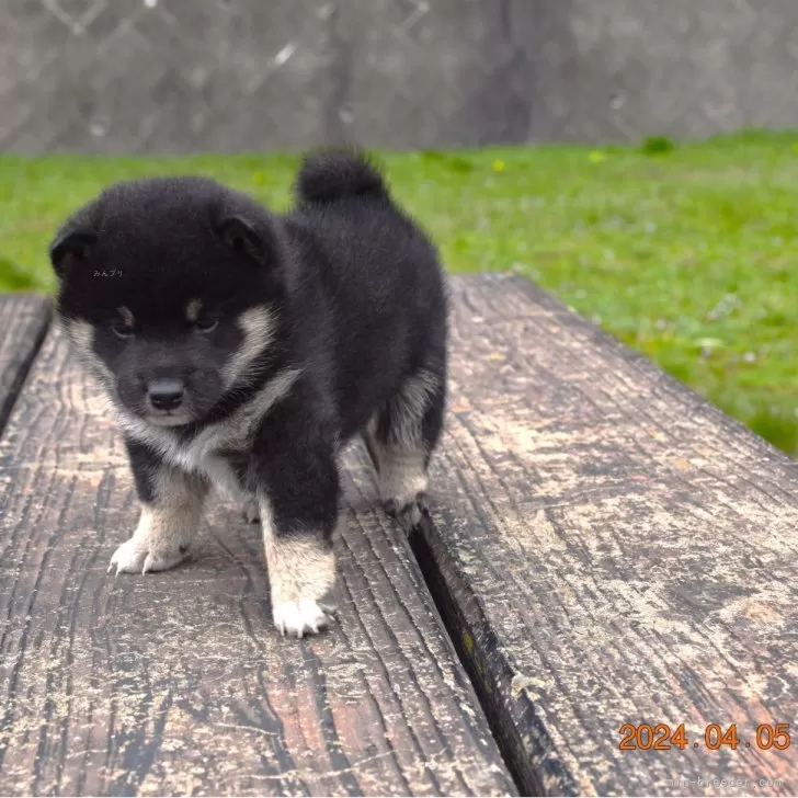 柴犬【三重県・男の子・2024年3月4日・赤】綺麗な黒柴、父犬展覧会入賞