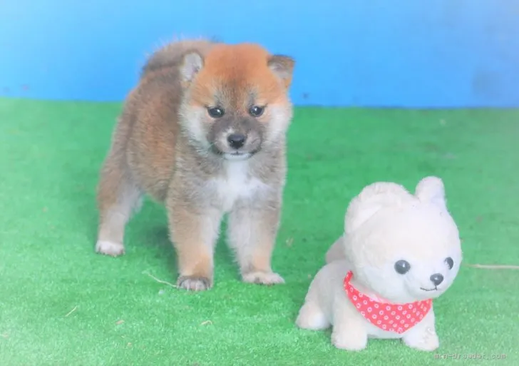 柴犬(標準サイズ)【三重県・男の子・2019年8月18日・赤】の写真1