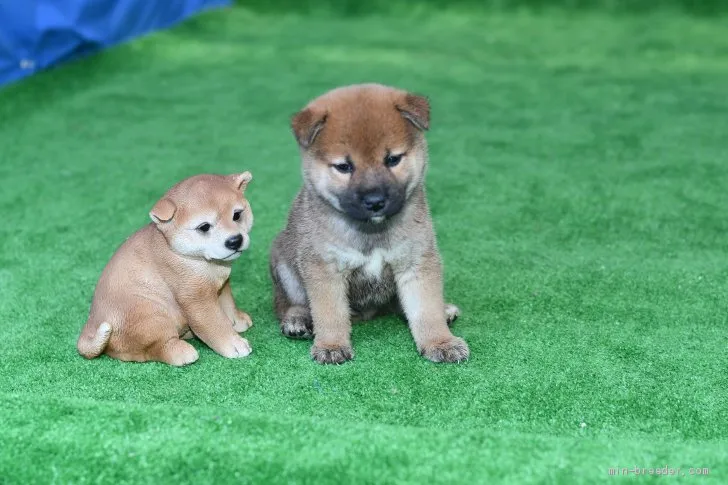 柴犬(標準サイズ)【三重県・男の子・2020年9月15日・赤】の写真1