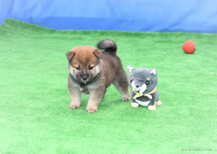 柴犬(標準サイズ)【三重県・男の子・2020年8月17日・赤】の写真1