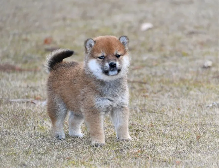 柴犬(標準サイズ)【三重県・男の子・2021年11月11日・赤】の写真1