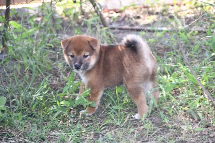 柴犬(標準サイズ)【三重県・女の子・2021年7月11日・赤】の写真1