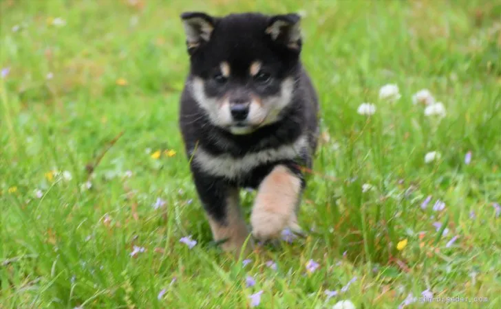 柴犬(標準サイズ)【三重県・男の子・2021年2月25日・黒】の写真1