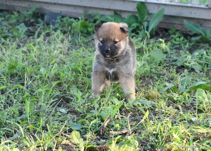 柴犬(標準サイズ)【三重県・女の子・2021年9月4日・赤】の写真1