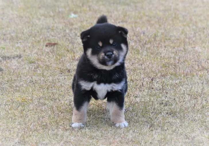 柴犬(標準サイズ)【三重県・男の子・2021年10月19日・黒】の写真1