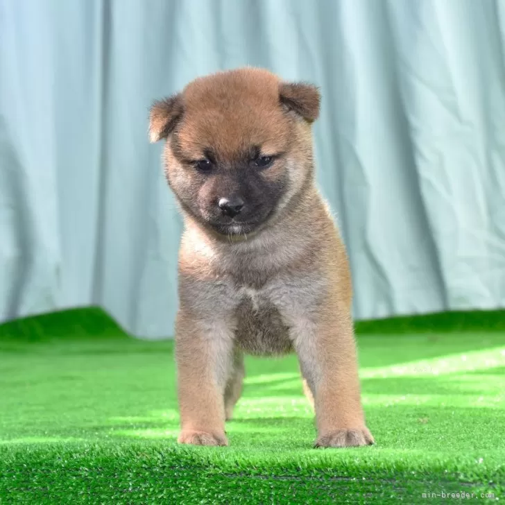 サクラ 様のお迎えした子犬