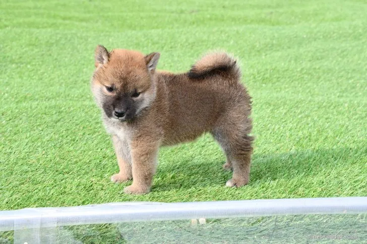 柴犬(標準サイズ)【三重県・男の子・2021年5月3日・赤】の写真1