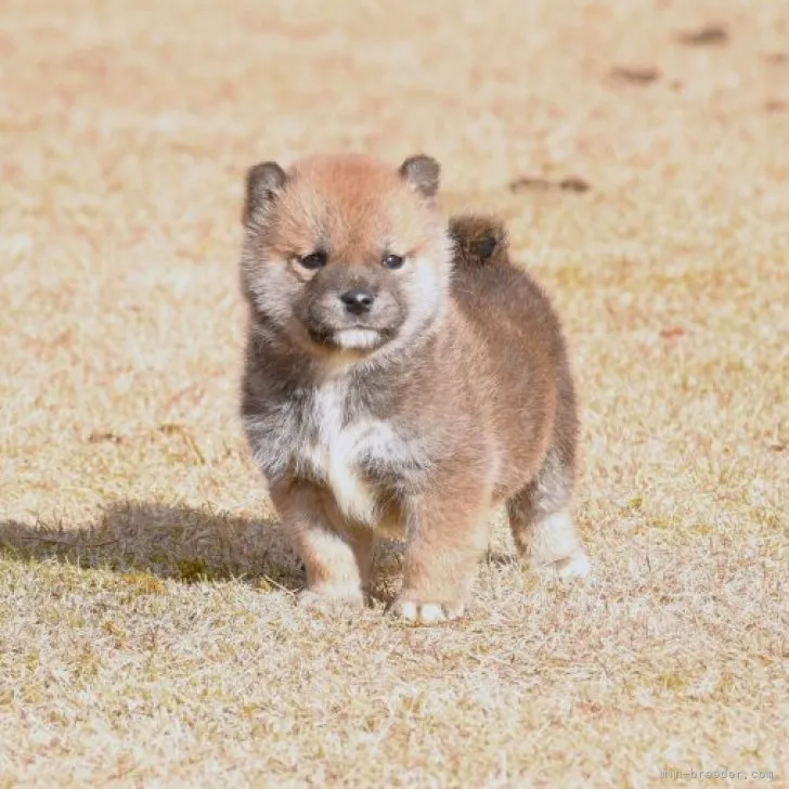 柴犬(標準サイズ)【三重県・男の子・2022年11月30日・赤】の写真1