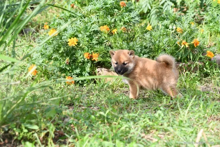 柴犬(標準サイズ)【三重県・女の子・2021年8月17日・赤】の写真1