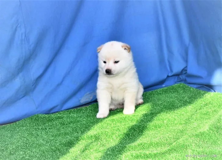 柴犬(標準サイズ)【三重県・男の子・2021年2月21日・淡赤(白)】の写真1