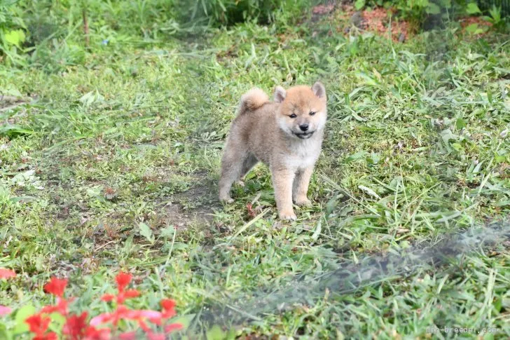 柴犬(標準サイズ)【三重県・男の子・2021年6月8日・赤】の写真1