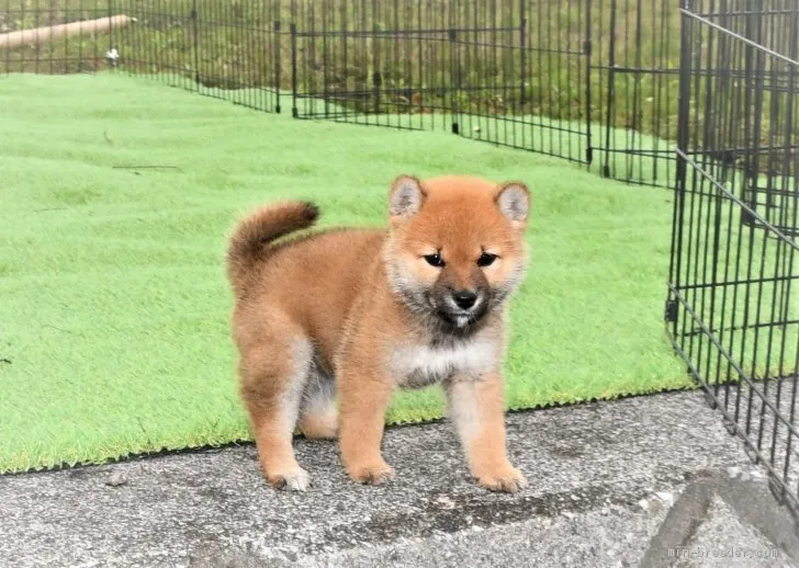 柴犬(標準サイズ)【三重県・女の子・2021年4月6日・赤】の写真1