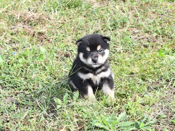 柴犬(標準サイズ)【三重県・女の子・2021年9月10日・黒】の写真1