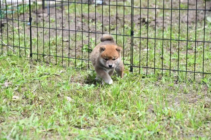 柴犬(標準サイズ)【三重県・女の子・2021年5月2日・赤】の写真1