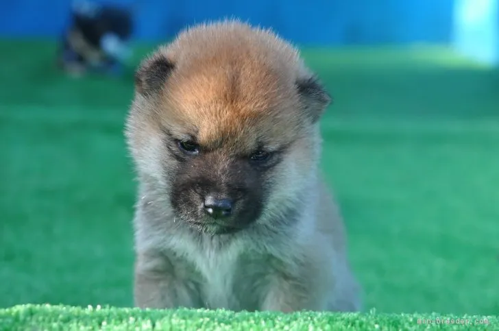 柴犬(標準サイズ)【三重県・男の子・2018年11月26日・赤】の写真1