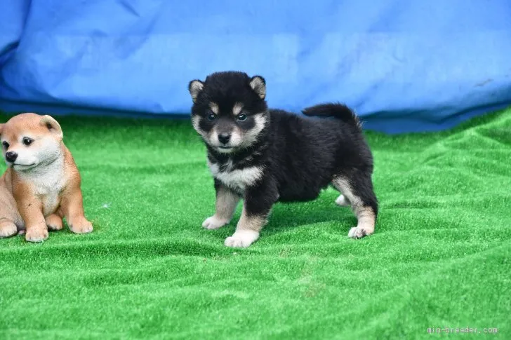 柴犬(標準サイズ)【三重県・男の子・2021年2月21日・黒】の写真1