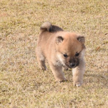 柴犬(豆柴)【三重県・女の子・2022年11月11日・赤】の写真「父展覧会で入賞多数・母犬豆柴認定犬」