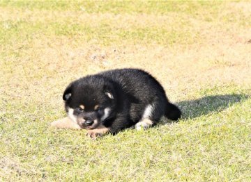 柴犬(標準サイズ)【三重県・女の子・2021年10月5日・黒】の写真「両親豆柴サイズ、父　豆柴認定犬です」