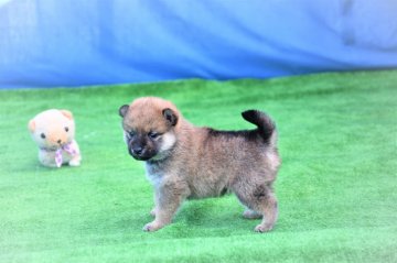 柴犬(標準サイズ)【三重県・女の子・2020年11月22日・赤】の写真「父犬２年連続全国展入賞、母犬きれいな赤柴です。」