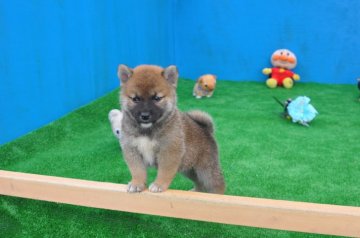 柴犬(標準サイズ)【三重県・男の子・2018年5月25日・赤】の写真「父犬は、全国展2年連続入賞・・緑桜錦です。」